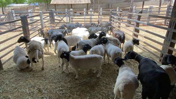 Blackhead Dorper Sheep
