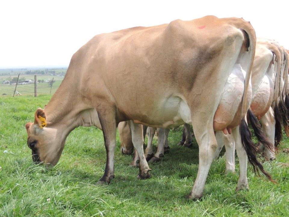 Jersey Bred heifers, milking cows and calves A2A2 Genetics